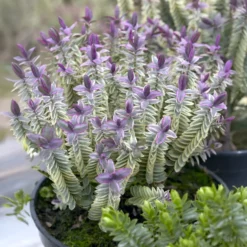 Strauch-Ehrenpreis Silver Dollar - Farbe im Winter, ganz easy