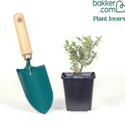 Strauch-Ehrenpreis Silver Dollar - Farbe im Winter, ganz easy