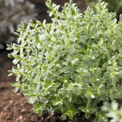 Strauch-Ehrenpreis Sutherlandii - Immergrün ohne Aufwand