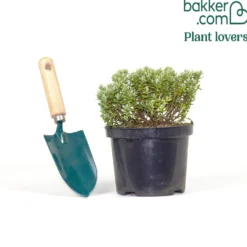 Strauch-Ehrenpreis Sutherlandii - Immergrün ohne Aufwand