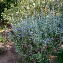 Strauch-Gamander 'Azureum' - Silbriges Laub, blaue Blüten