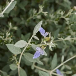 Strauch-Gamander 'Azureum' - Silbriges Laub, blaue Blüten