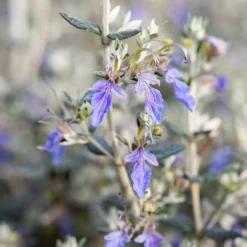 Strauch-Gamander 'Azureum' - Silbriges Laub, blaue Blüten