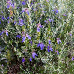 Strauch-Gamander 'Azureum' - Silbriges Laub, blaue Blüten