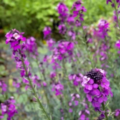 Strauch-Goldlack ‘Bowles Mauve’ - Blüht fast das ganze Jahr