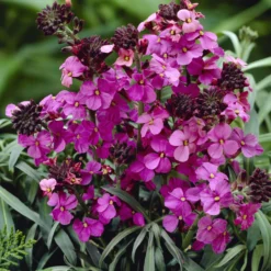 Strauch-Goldlack ‘Bowles Mauve’ - Blüht fast das ganze Jahr