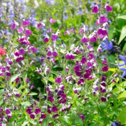 Strauchiger Salbei Amethyst Lips - Blüht bis in den Herbst