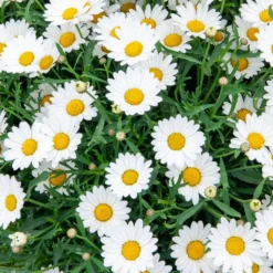 Strauchmargerite - Blüht den ganzen Sommer