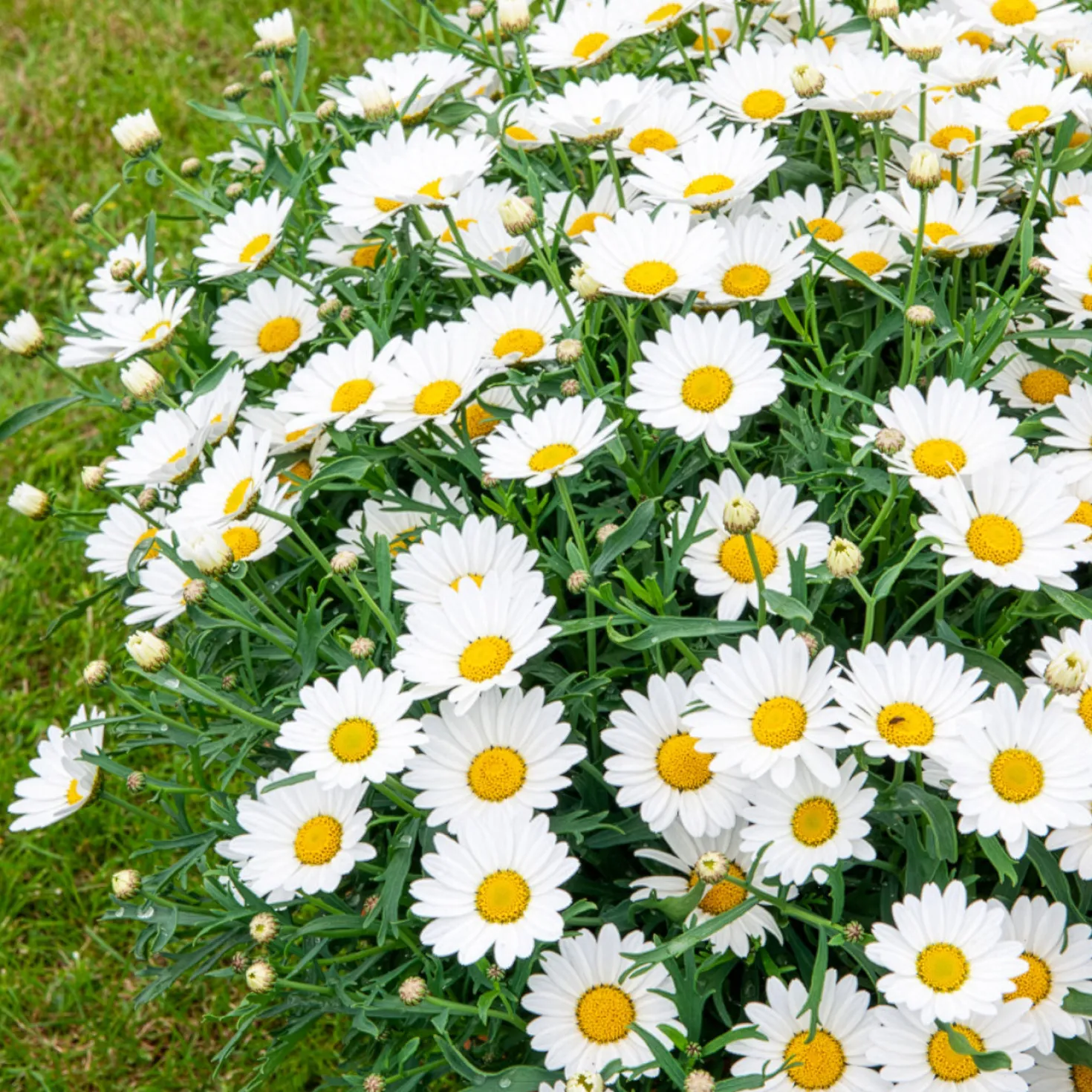 Strauchmargerite - Blüht den ganzen Sommer