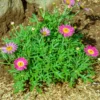 Strauchmargerite 'Grandaisy Pink Tourmaline'® - Rosa Blüten den ganzen Sommer