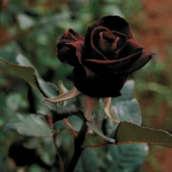 Strauchrose Black Baccara ® Meidebenne - Fast schwarze Rosen im Garten