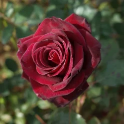 Strauchrose Black Baccara ® Meidebenne - Fast schwarze Rosen im Garten