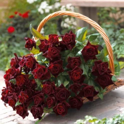 Strauchrose Black Baccara ® Meidebenne - Fast schwarze Rosen im Garten