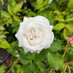 Strauchrose ‘Boule de Neige’ - Weiße Blütenwolke im Garten