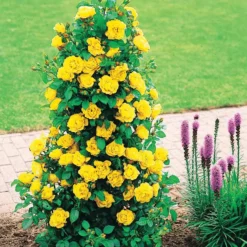 Strauchrose China Town - Sattes Gelb den ganzen Sommer