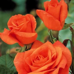 Strauchrose Doris Tysterman - Leuchtendes Orange im Garten