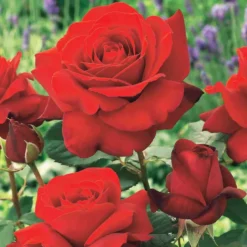 Strauchrose Duftzauber 84 - Duft, der sofort verzaubert