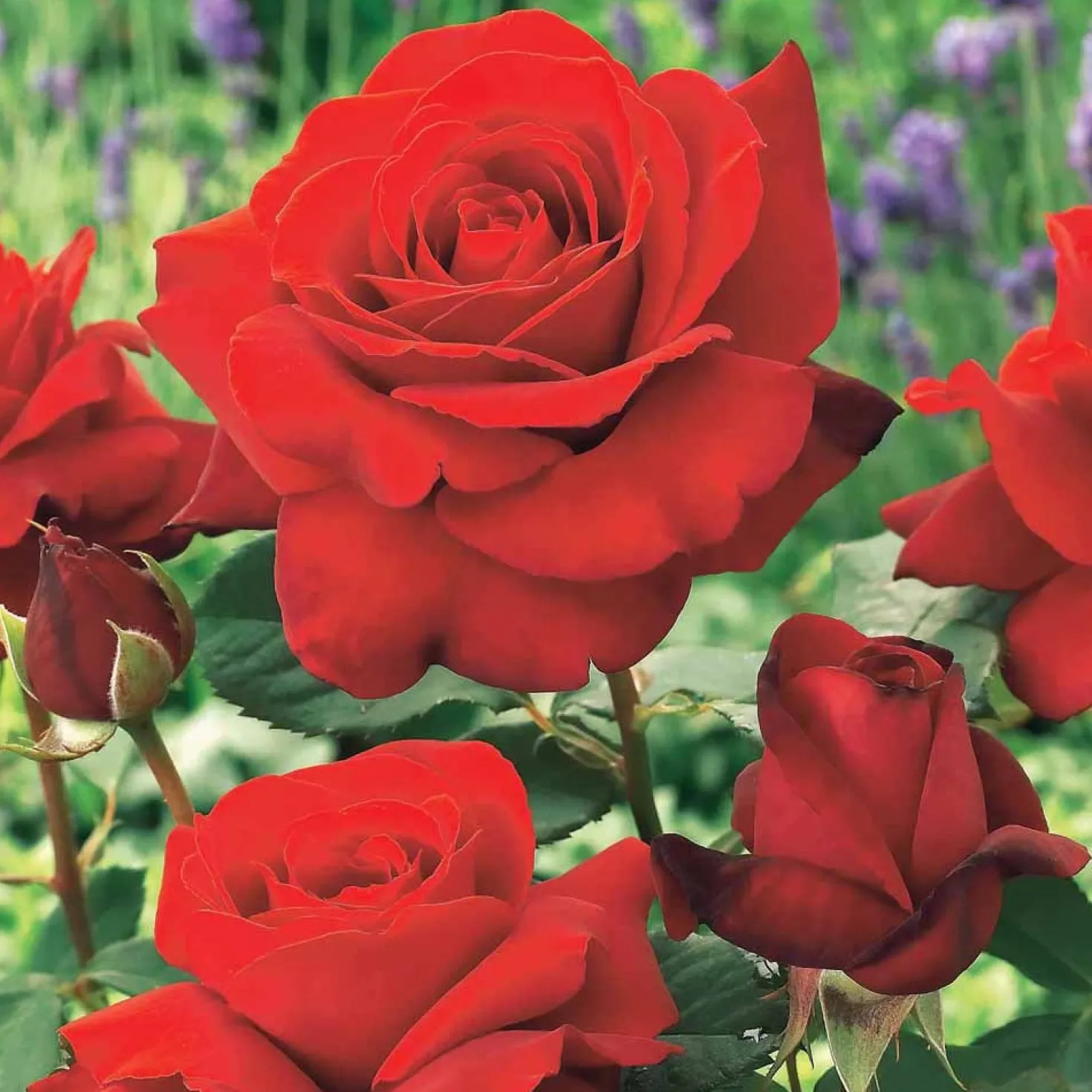 Strauchrose Duftzauber 84 - Duft, der sofort verzaubert