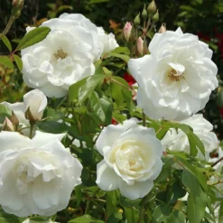 Strauchrose Helga - Weiße Blüten, süßer Duft