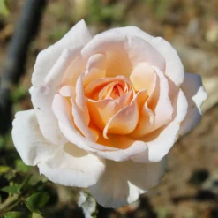 Strauchrose Malaga ® - Weiße Blüten den ganzen Sommer