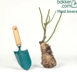 Strauchrose Mr. Lincoln - Tiefrot und himmlisch duftend