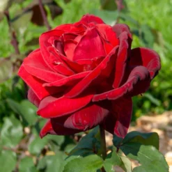 Strauchrose Mr. Lincoln - Tiefrot und himmlisch duftend