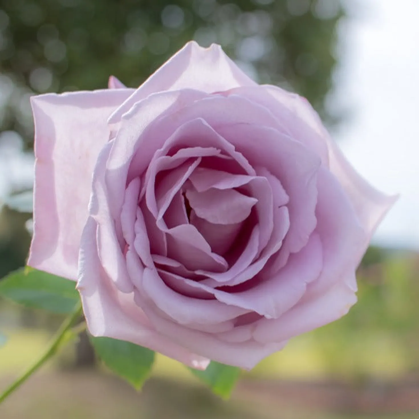 Strauchrosen Mischung - Ein Sommer voller Rosen