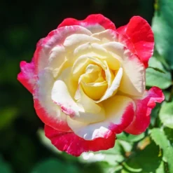 Strauchrosen Mischung - Ein Sommer voller Rosen