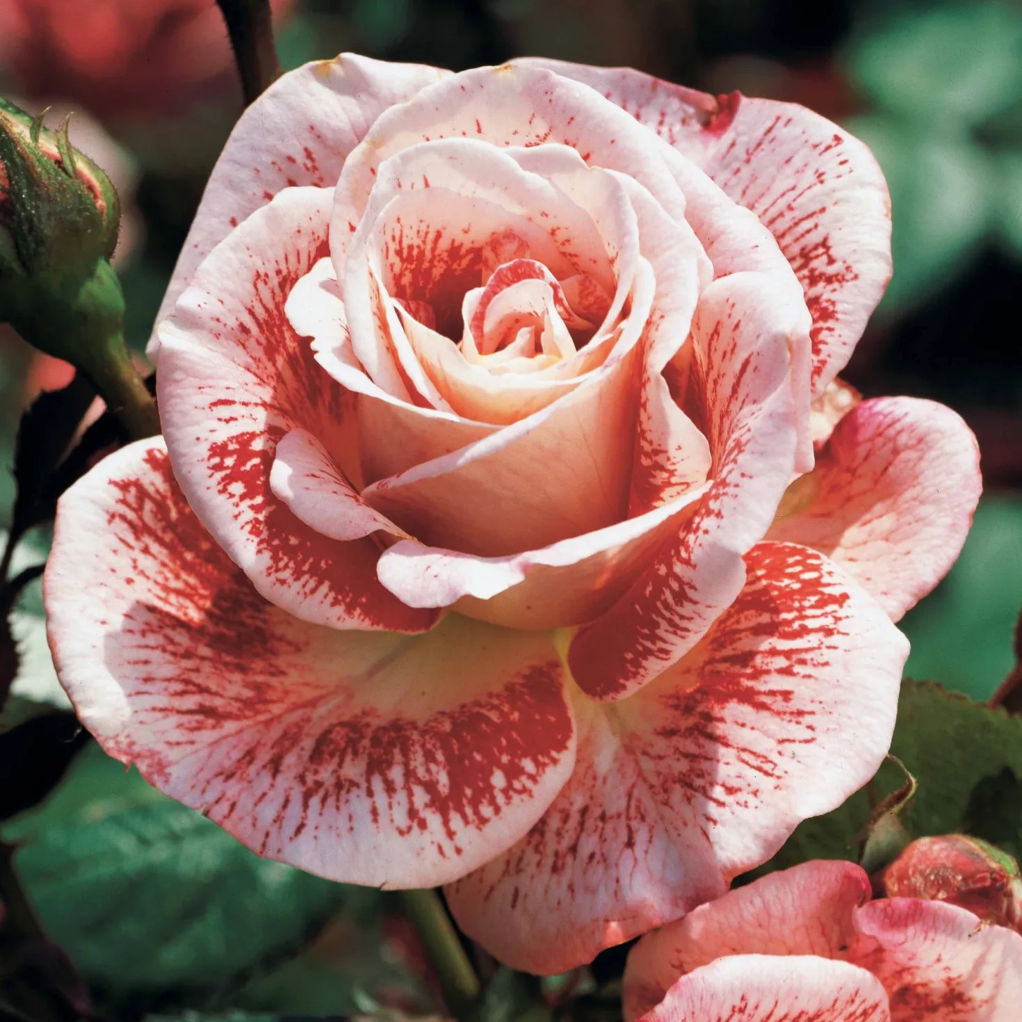 Strauchrosen Mischung - Ein Sommer voller Rosen
