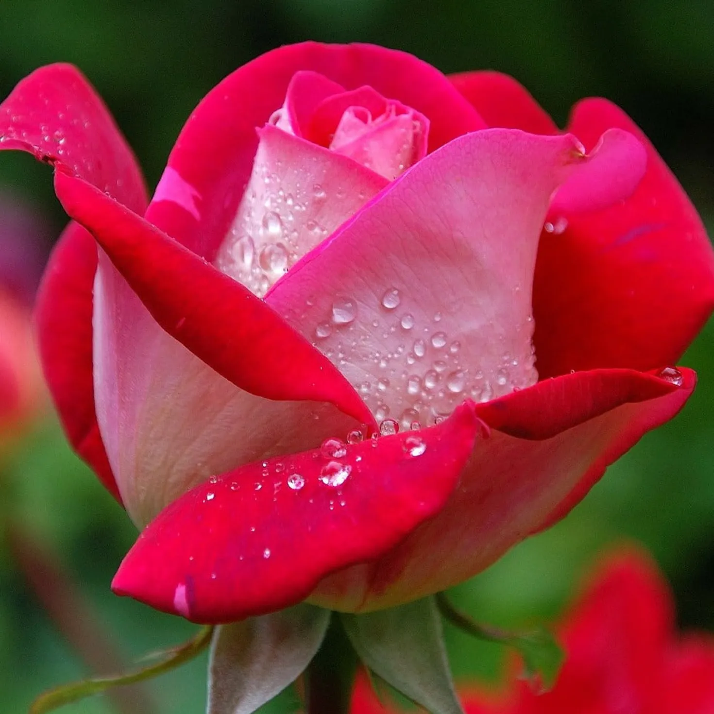 Strauchrosen Mischung - Ein Sommer voller Rosen