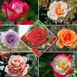Strauchrosen Mischung - Ein Sommer voller Rosen