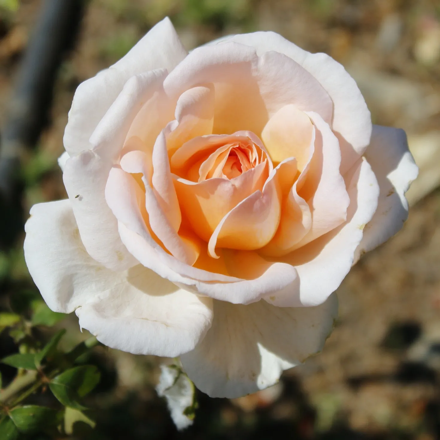Strauchrosen Mischung - Ein Sommer voller Rosen