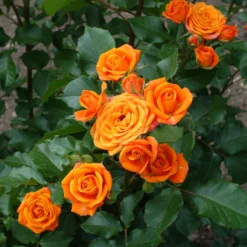 Strauchrose orange - Feuriges Orange den ganzen Sommer