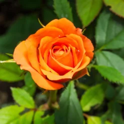 Strauchrose orange - Feuriges Orange den ganzen Sommer