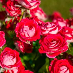Strauchrose Osiria - Zweifarbige Rose zum Verlieben