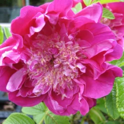 Strauchrose 'Pompom Perfume' - Duft-Wolke im Beet