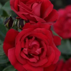 Strauchrose Shalom ® - Rot, robust, blüht monatelang