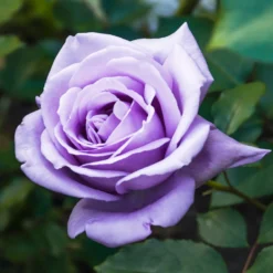 Strauchrose violett - Violette Blüten den ganzen Sommer