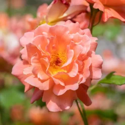 Strauchrose Westerland - Duftende Farbwolke im Sommer