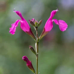 Strauchsalbei ‘Cerro Potosi’ - Fuchsia den ganzen Sommer