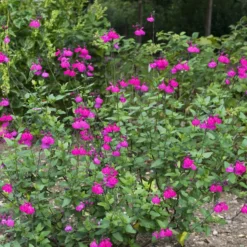 Strauchsalbei ‘Cerro Potosi’ - Fuchsia den ganzen Sommer