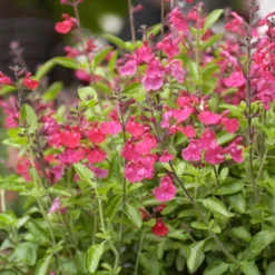 Strauchsalbei ‘Cerro Potosi’ - Fuchsia den ganzen Sommer