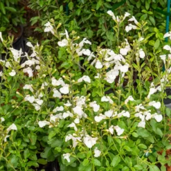 Strauch-Salbei Gletsjer - Weiße Blüten den ganzen Sommer