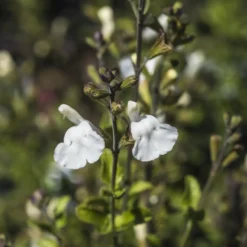 Strauch-Salbei Gletsjer - Weiße Blüten den ganzen Sommer