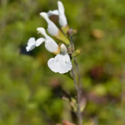 Strauch-Salbei Gletsjer - Weiße Blüten den ganzen Sommer