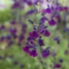Strauch-Salbei ‘Nachtvlinder’ - Violette Blüten den ganzen Sommer