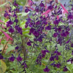 Strauch-Salbei ‘Nachtvlinder’ - Violette Blüten den ganzen Sommer