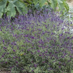 Strauch-Salbei ‘Nachtvlinder’ - Violette Blüten den ganzen Sommer