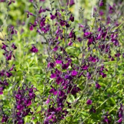 Strauch-Salbei ‘Nachtvlinder’ - Violette Blüten den ganzen Sommer