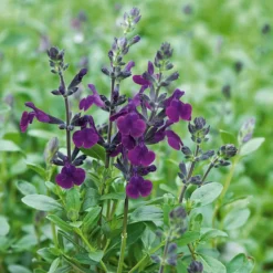 Strauchsalbei ‘Violette de Loire®’ - Violett blüht bis Dezember